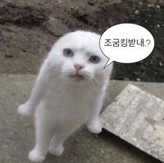 밈 이미지 266
