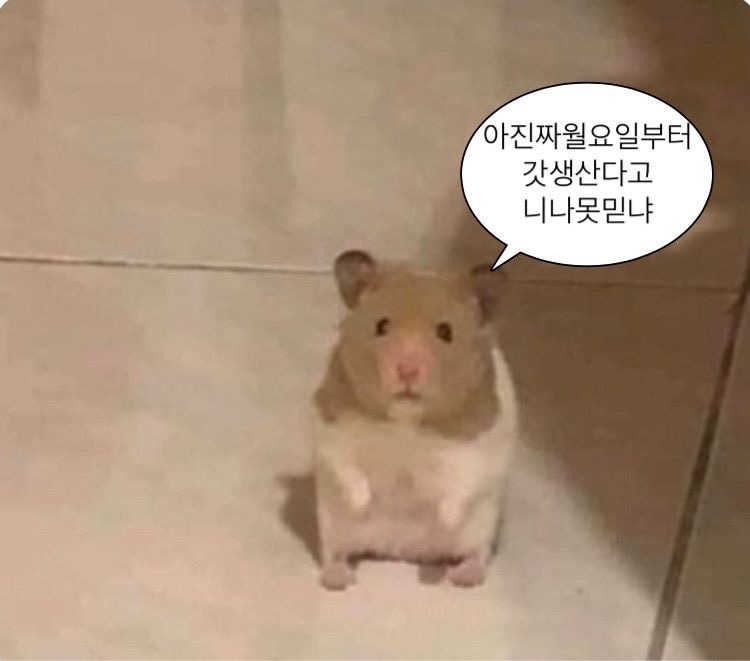 밈 이미지 284